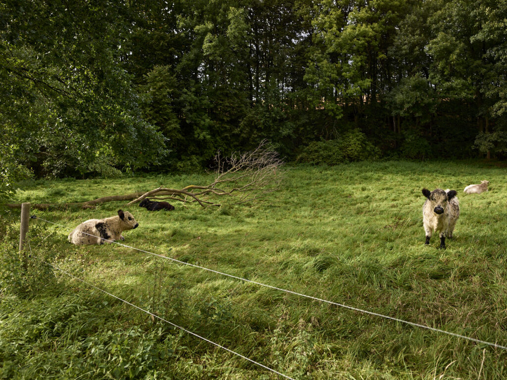 Andreas Teichmann - White Galloway