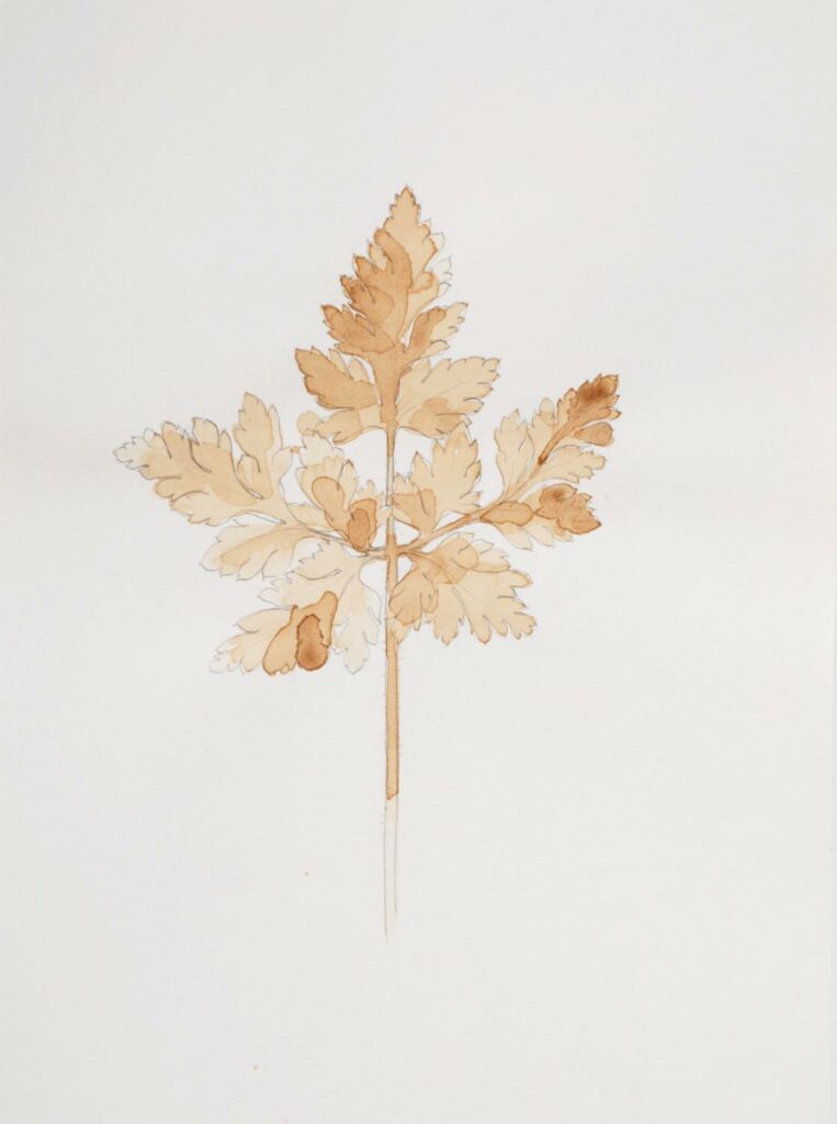 Odine Lang - Geranium